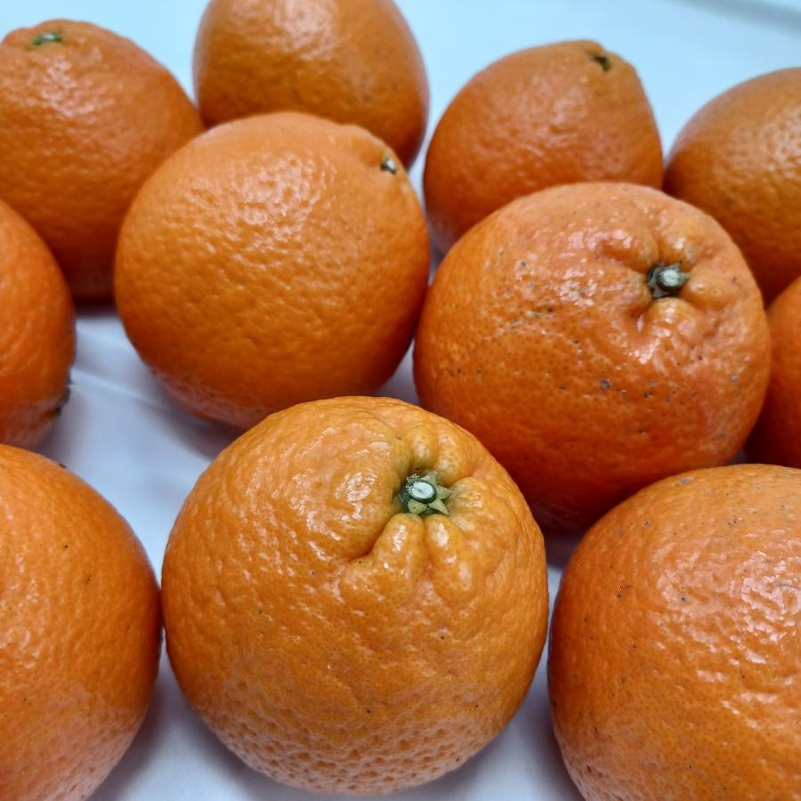 鹿児島産 ”たんかん” M-Lサイズのいずれか1サイズをお届け 約5kg JA南さつま　濃厚 甘い 香り ギフト 国産 フルーツ 果物 果実 ご当地 季節限定 柑橘 みかん |  | 04