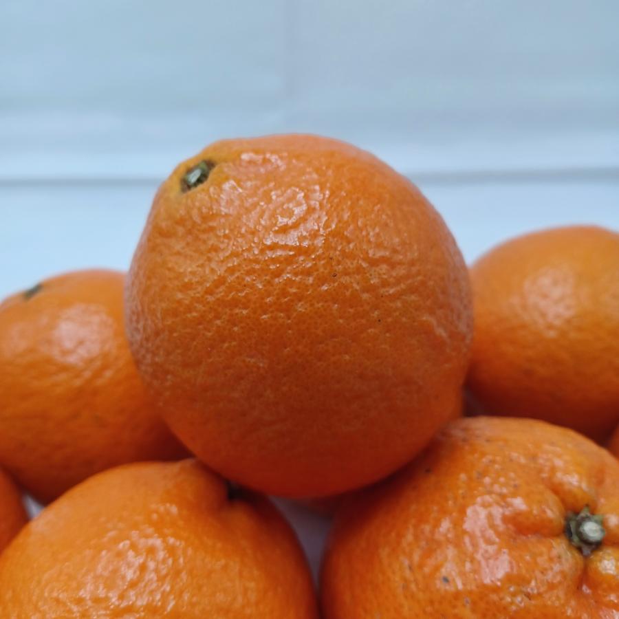 鹿児島産 ”たんかん” M-Lサイズのいずれか1サイズをお届け 約5kg JA南さつま　濃厚 甘い 香り ギフト 国産 フルーツ 果物 果実 ご当地 季節限定 柑橘 みかん |  | 05