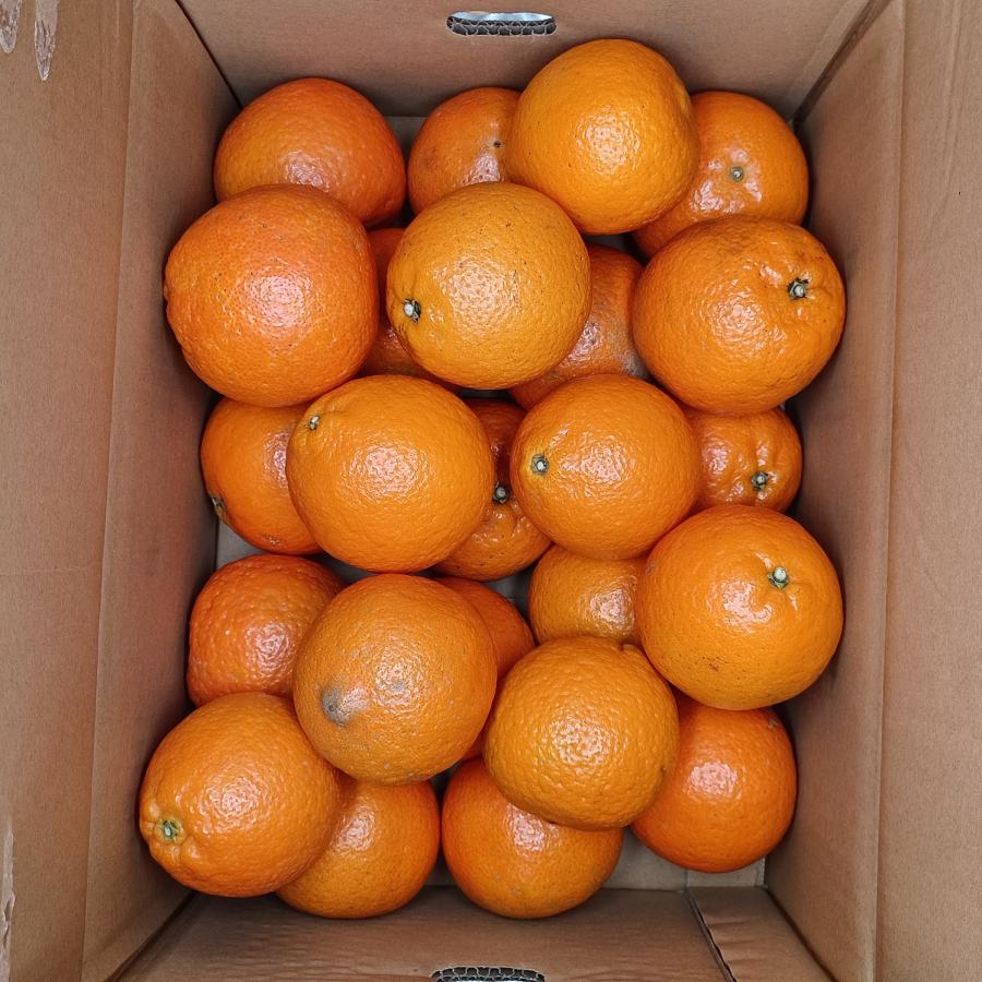 鹿児島産 ”たんかん” M-Lサイズのいずれか1サイズをお届け 約5kg JA南さつま　濃厚 甘い 香り ギフト 国産 フルーツ 果物 果実 ご当地 季節限定 柑橘 みかん |  | 06