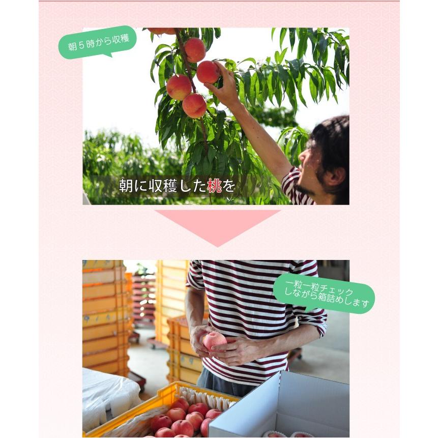 世界的に有名な 290.福島産 朝採り軟硬桃 箱込み15kg 家庭用 常温発送