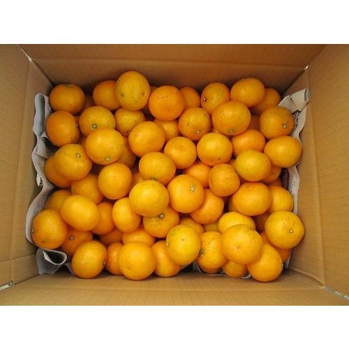 熊本県産早生みかん20キロ みかん 熊本産 訳あり 小玉 温州 20kg（10kg×2） 送料無料 九州 熊本