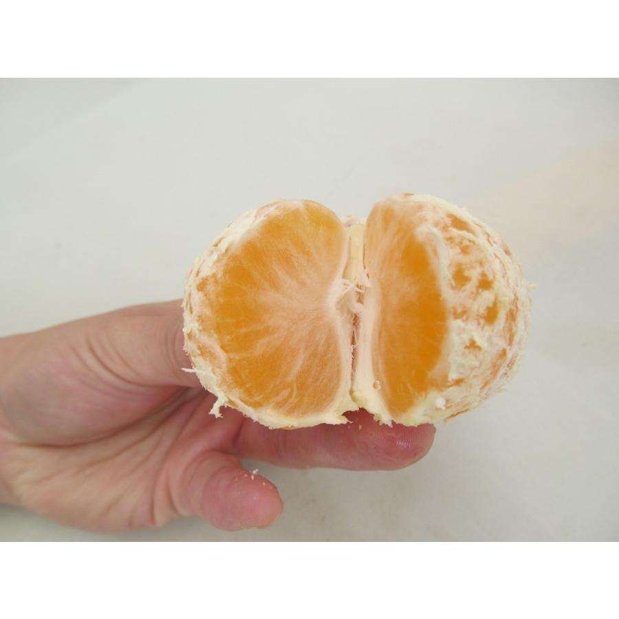 熊本県産早生みかん20キロ みかん 熊本産 訳あり 小玉 温州 20kg（10kg×2） 送料無料 九州 熊本
