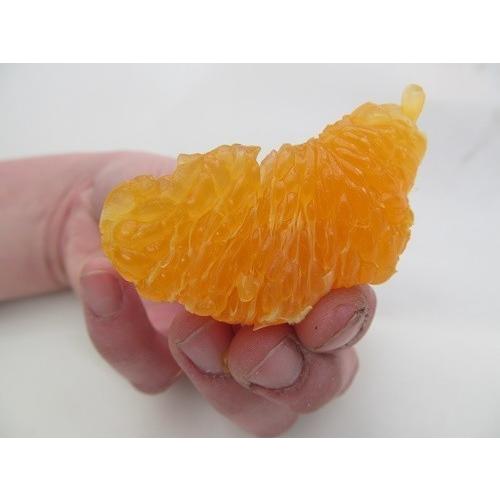不知火( デコポン と同品種 ) 熊本産 訳あり ご家庭用 20kg 不知火( デコポン と同品種 ) 熊本産 訳あり ご家庭用 20kg