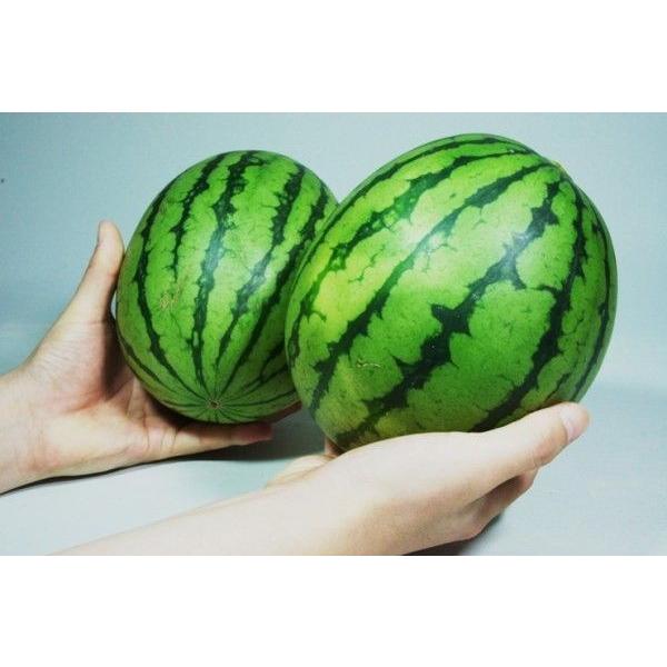 熊本産 小玉スイカ ひとりじめ 1箱 （ 3kg前後、2〜3玉入り