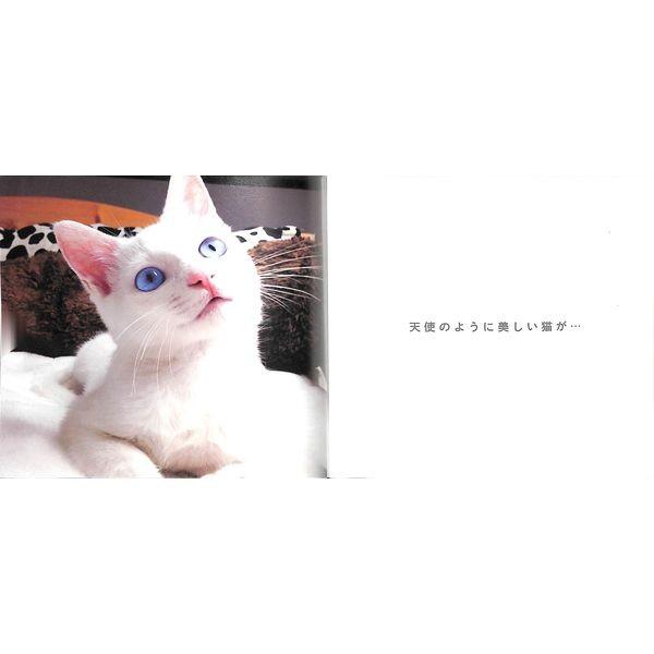 55 Off 日本一寝顔が酷い絶世の美猫 セツちゃん 01 032 いいものあるあるday Book 通販 Yahoo ショッピング