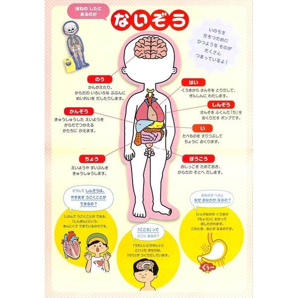 50 Off 5層式からだのしくみパズルbook 02 263 0304 いいものあるあるday Book 通販 Yahoo ショッピング