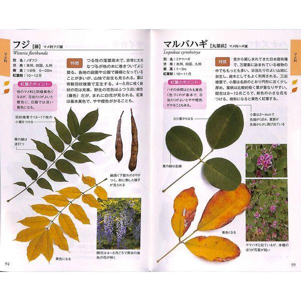 50 Off ポケット版 紅葉のきれいな樹木図鑑 02 304 0770 いいものあるあるday Book 通販 Yahoo ショッピング