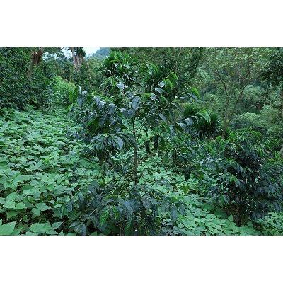 ゲイシャ豆200g（粉か豆）、ゲイシャドリップ5袋 （脱酸素剤入り） |  | 04
