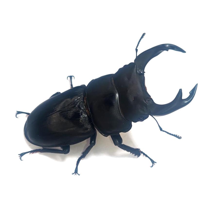 神埼産オオクワガタ ♂81.5mmペア！ : DORCUS Communications 