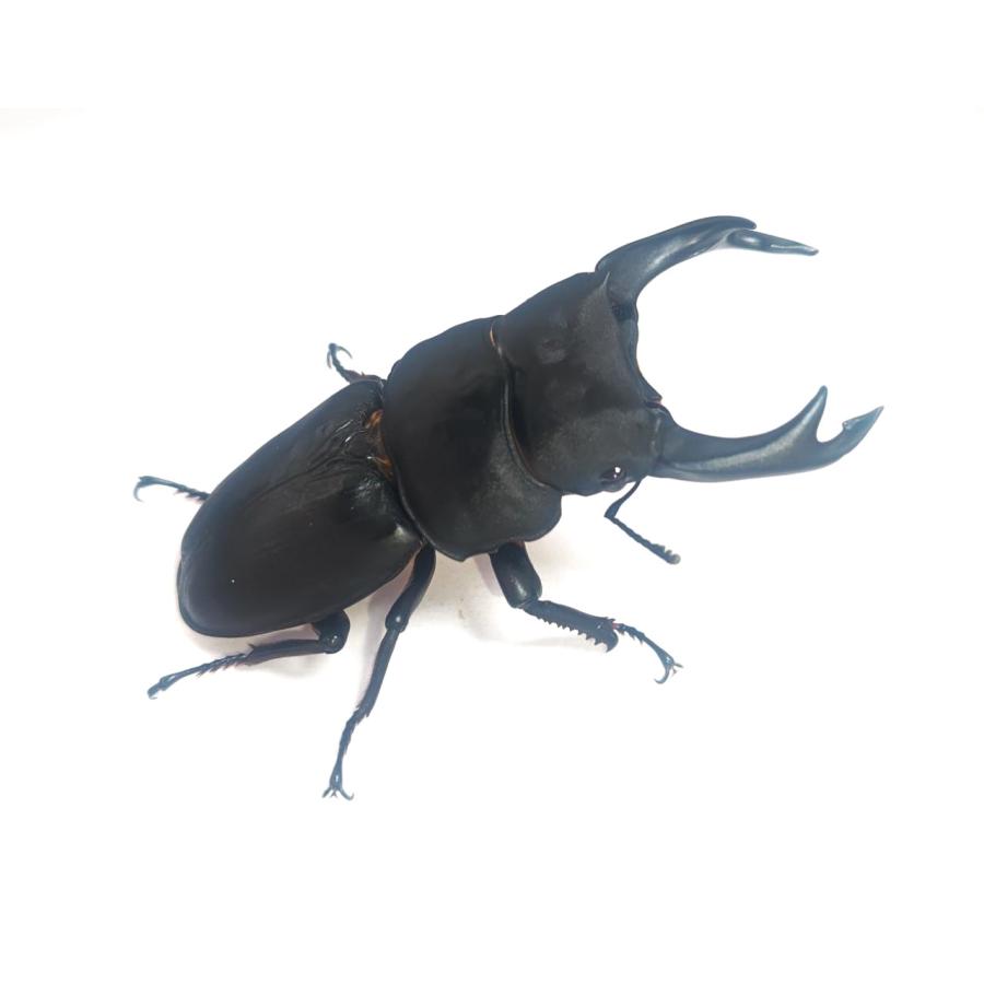 久留米市産オオクワガタ 85.3mmペア！ ◾️国産オオクワガタ 3ペア 