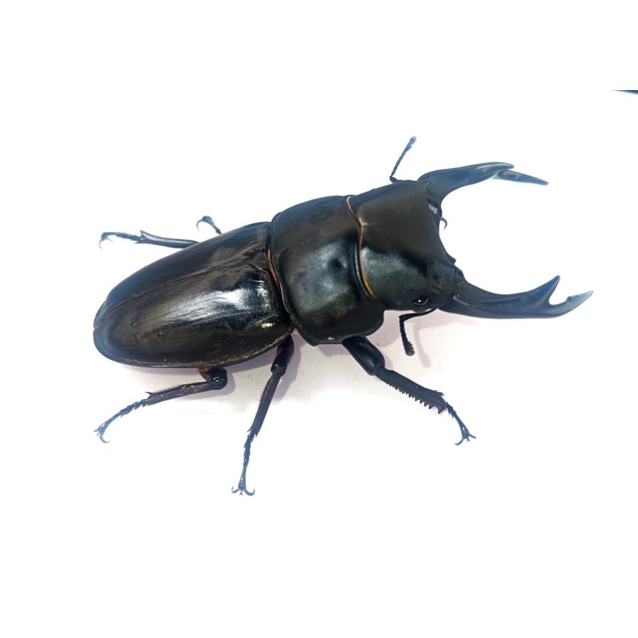 能勢産オオクワガタ オス単品88.1mm！訳アリ : DORCUS 