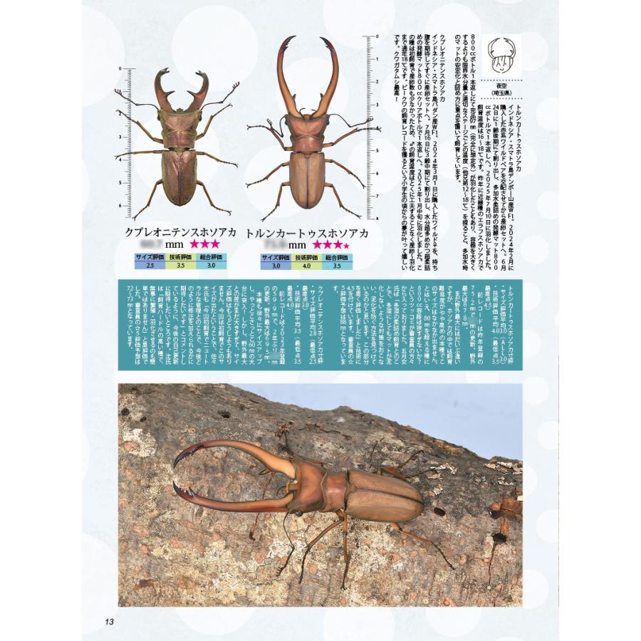 BE-KUWA97号 ネコポス便送料込み BEKUWA97 : どら猫屋 - 通販 - Yahoo