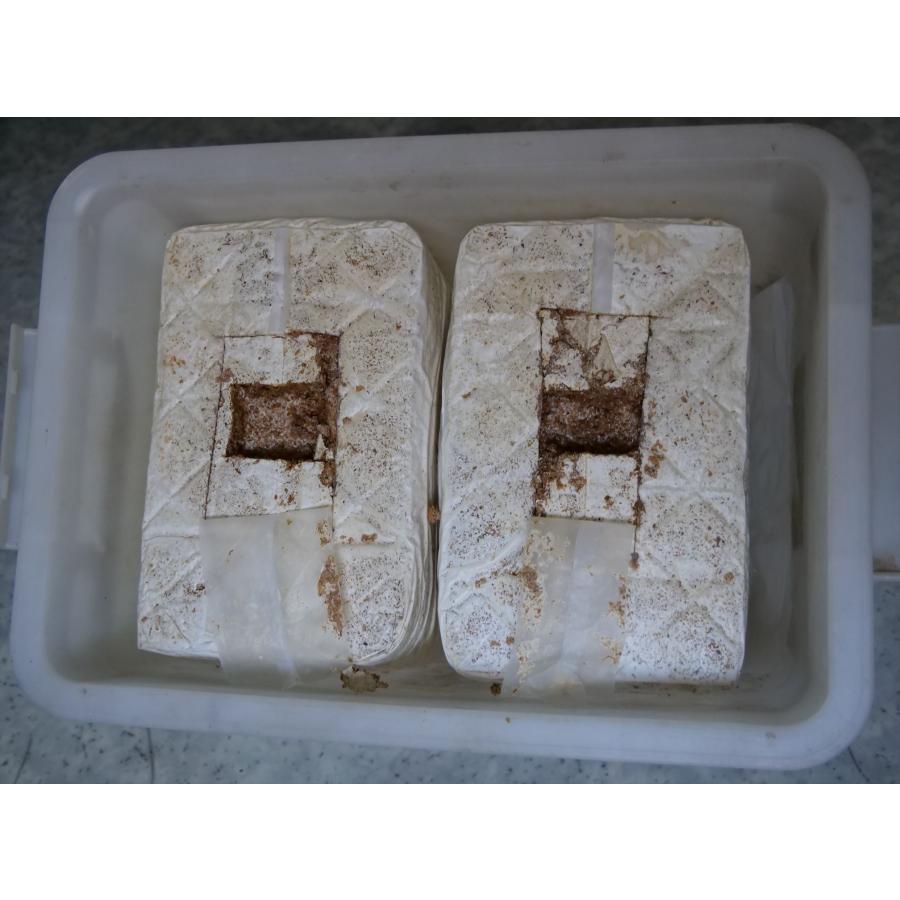 産卵及び幼虫飼育(ボトル詰替には向きません) カワラタケ菌糸 産卵及び幼虫飼育(ボトル詰替には向きません) カワラタケ菌糸