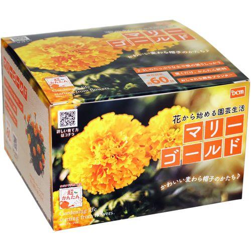 30 Off Dcmブランド 超簡単 栽培セット マリーゴールド オレンジ