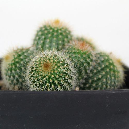多肉植物 金晃丸 群生 3号 : DCMオンライン - 通販 - Yahoo 多肉植物 金晃丸 群生 3号 : DCMオンライン - 通販 - Yahoo