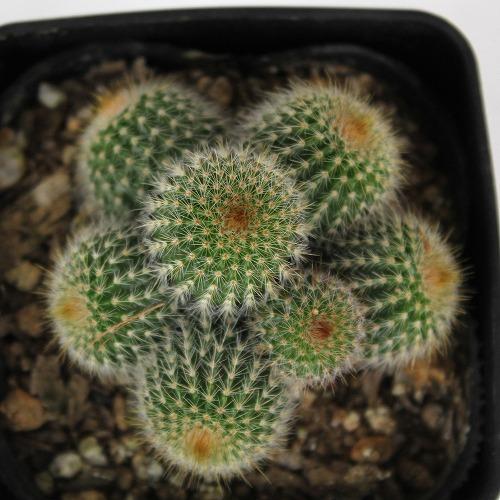 多肉植物 金晃丸 群生 3号 : DCMオンライン - 通販 - Yahoo 多肉植物 金晃丸 群生 3号 : DCMオンライン - 通販 - Yahoo