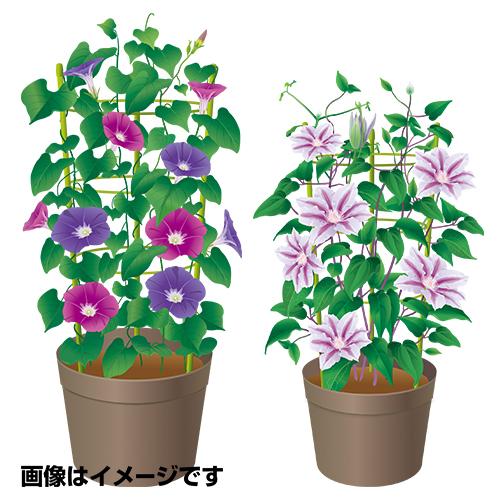DCM 花と野菜のワンタッチ支柱/10号鉢 支柱高さ90cm : DCM DCM 花と野菜のワンタッチ支柱/10号鉢 支柱高さ90cm : DCM