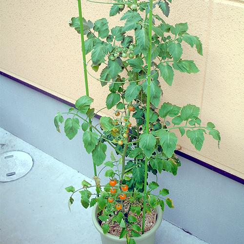 DCM 花と野菜のワンタッチ支柱/10号鉢用 支柱高さ120cm : DCM DCM 花と野菜のワンタッチ支柱/10号鉢用 支柱高さ120cm : DCM