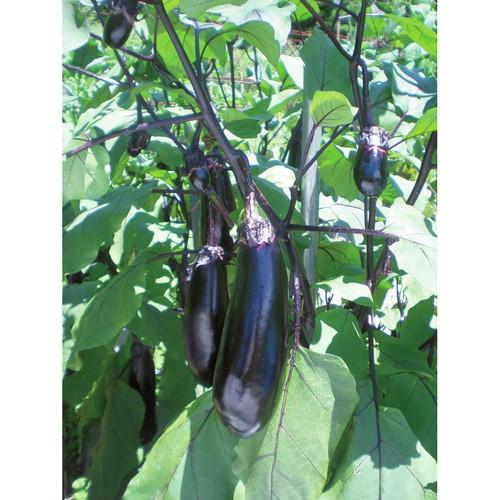 ブラス・デ・レデスマ、籠のナス、超希少、新品額付、状態良好 ブラス・デ・レデスマ、籠のナス、超希少、新品額付、状態良好