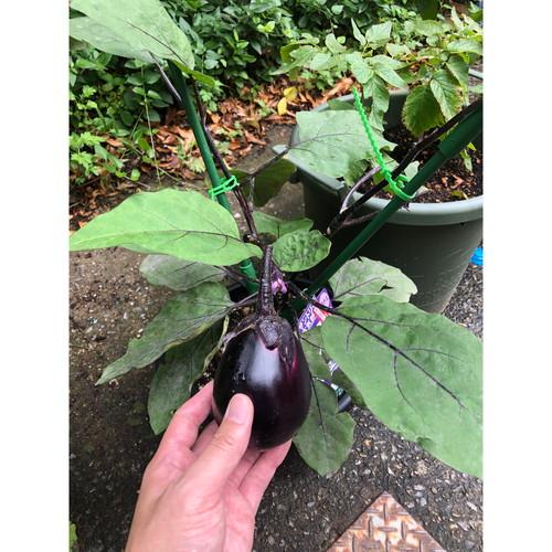 数量限定・無くなり次第終了】野菜苗 ナスミックスセット/6苗