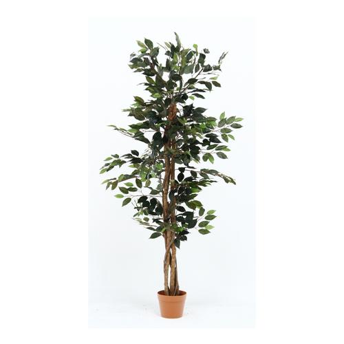 不二貿易 観葉植物 フィカス 690 A/52661