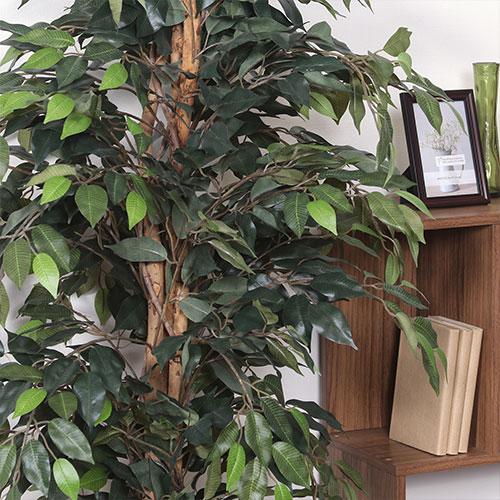 不二貿易 観葉植物 フィカス 1124 A/52662 :4953980526625:DCM