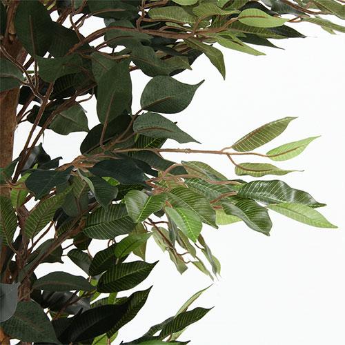 フィカス TcMa 不二貿易 観葉植物 フィカス 1124 A/52662 : DCMオンライン