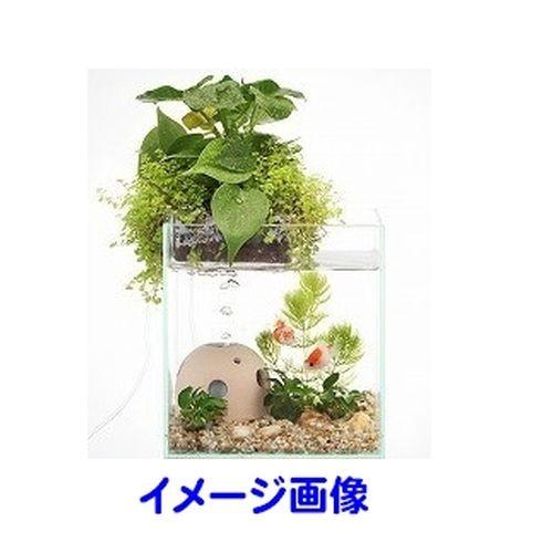 水作 株 アクアテリア エイトハウスミニ クリームホワイト Dcmオンライン 通販 Yahoo ショッピング