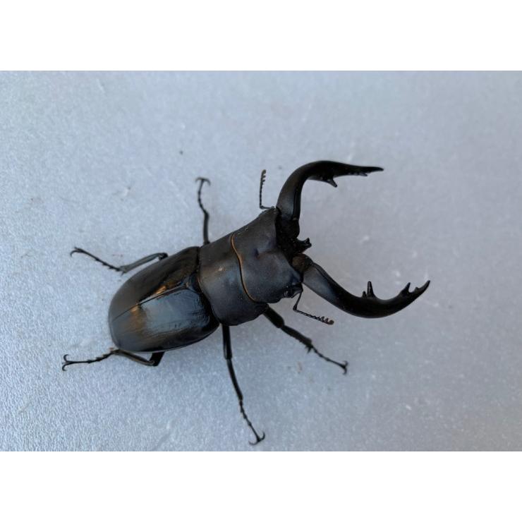 K*a様 昆虫標本　クワガタ　アマミノコギリ　トカラノコギリ　ヒラタクワガタ　ミ K*a様 昆虫標本 クワガタ アマミノコギリ トカラノコギリ