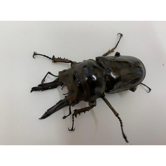 兵庫県のその他 【国産オオクワガタNO:54】元木奈良輪ちなみ血統 76 