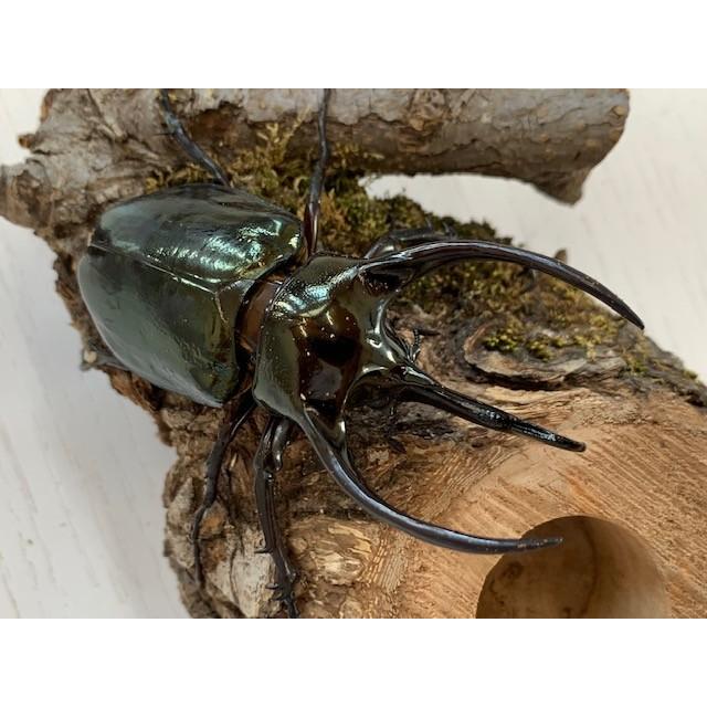 カタゾウムシ100匹セット！　ルソン・ミンダナオ ddaism-