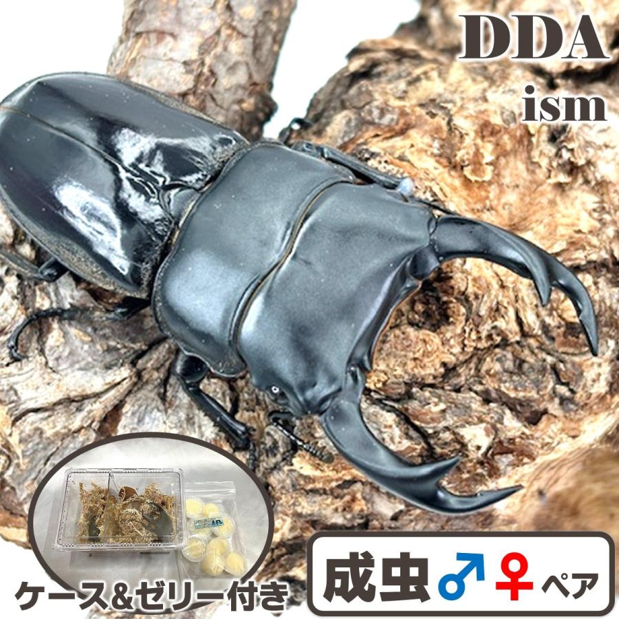 稀少種 ブータンクルビデンス オオクワ(ドロカ産) 成虫 ペア ♂65mmUP