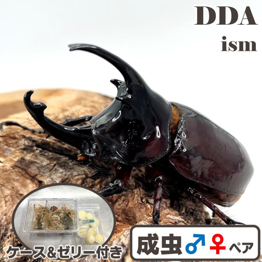 ケンタウルスオオカブト　ペア 875b5c79900dae7a5da0cc71ad79bc