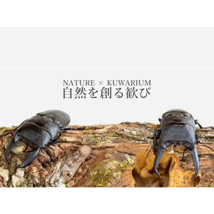 手軽にクワリウム／newクラフトウッド Lサイズ ランダム 1個 dda