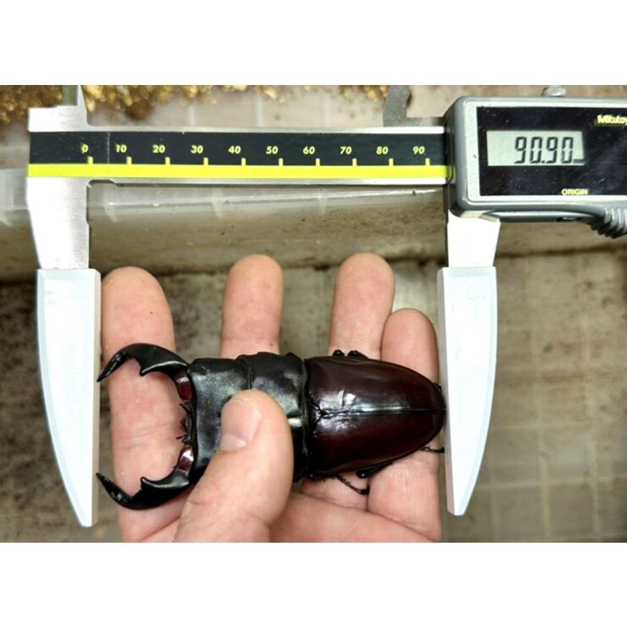 特大♂85mmペア)(everダイオウ90ライン) ダイオウヒラタ 成虫 ペア