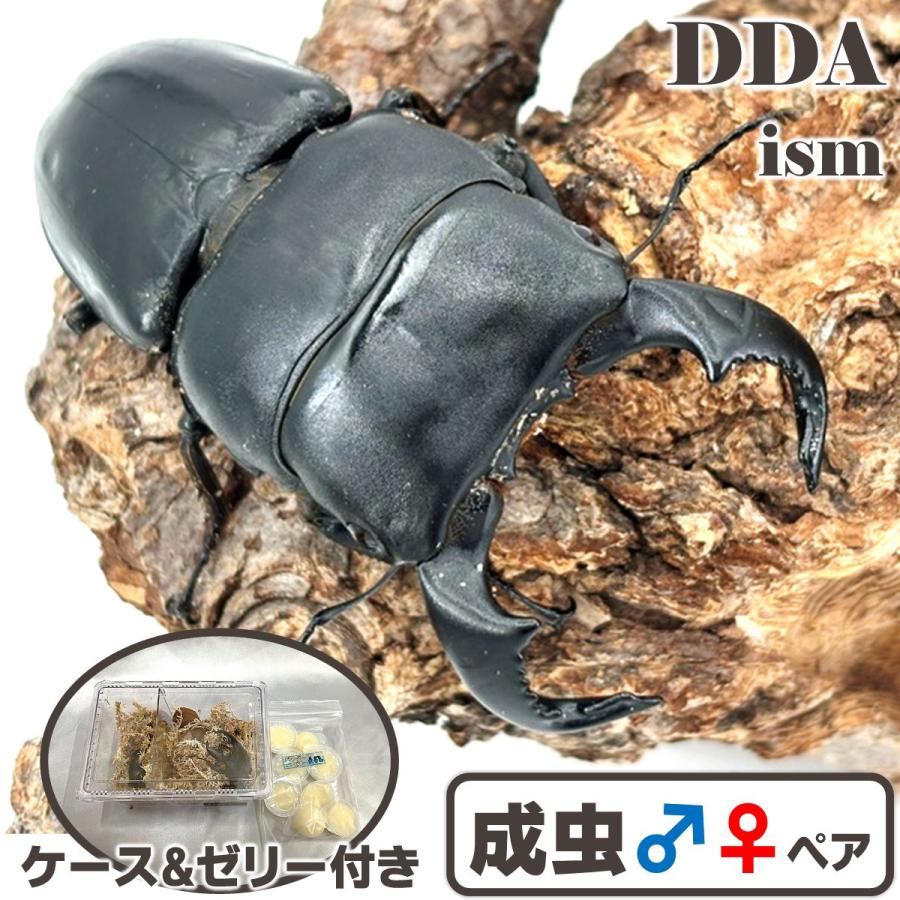 特大ダイオウヒラタクワガタペア標本 特大♂86mmペア)(everダイオウ90ライン) ダイオウヒラタ 成虫 ペア