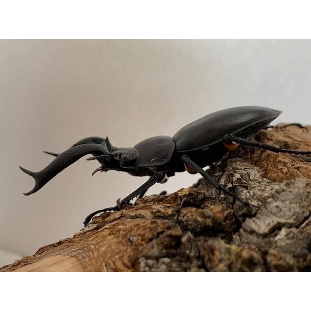 R.ディデエールシカクワガタ　野外品　雄73ミリ ディディエール・シカクワガタ 成虫 ♂55〜59mm ペア プレゼント付き