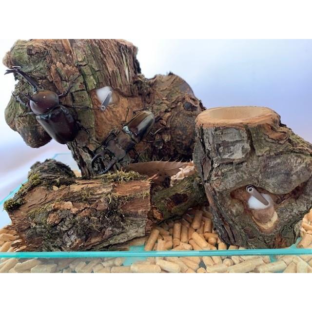 レイアウト端材(5本セット) dda クワリウム テラリウム 止まり木 登り