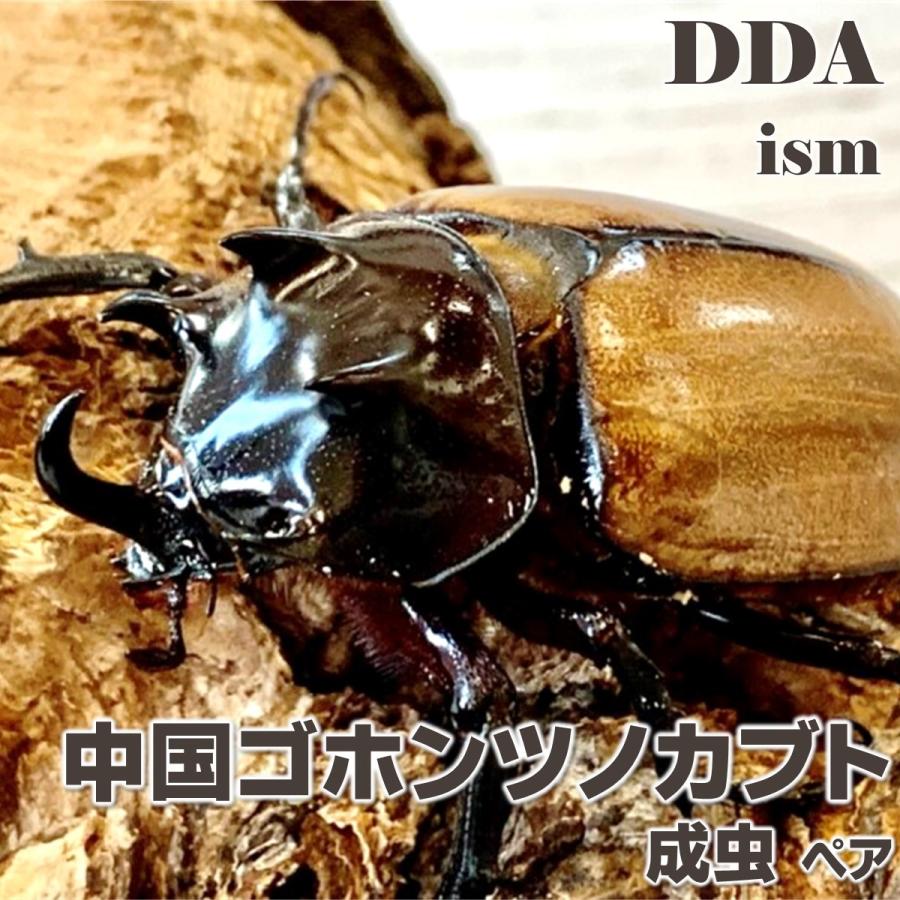 中国 ゴホンツノカブト 成虫 ペア プレゼント付き dda カブトムシ 生体