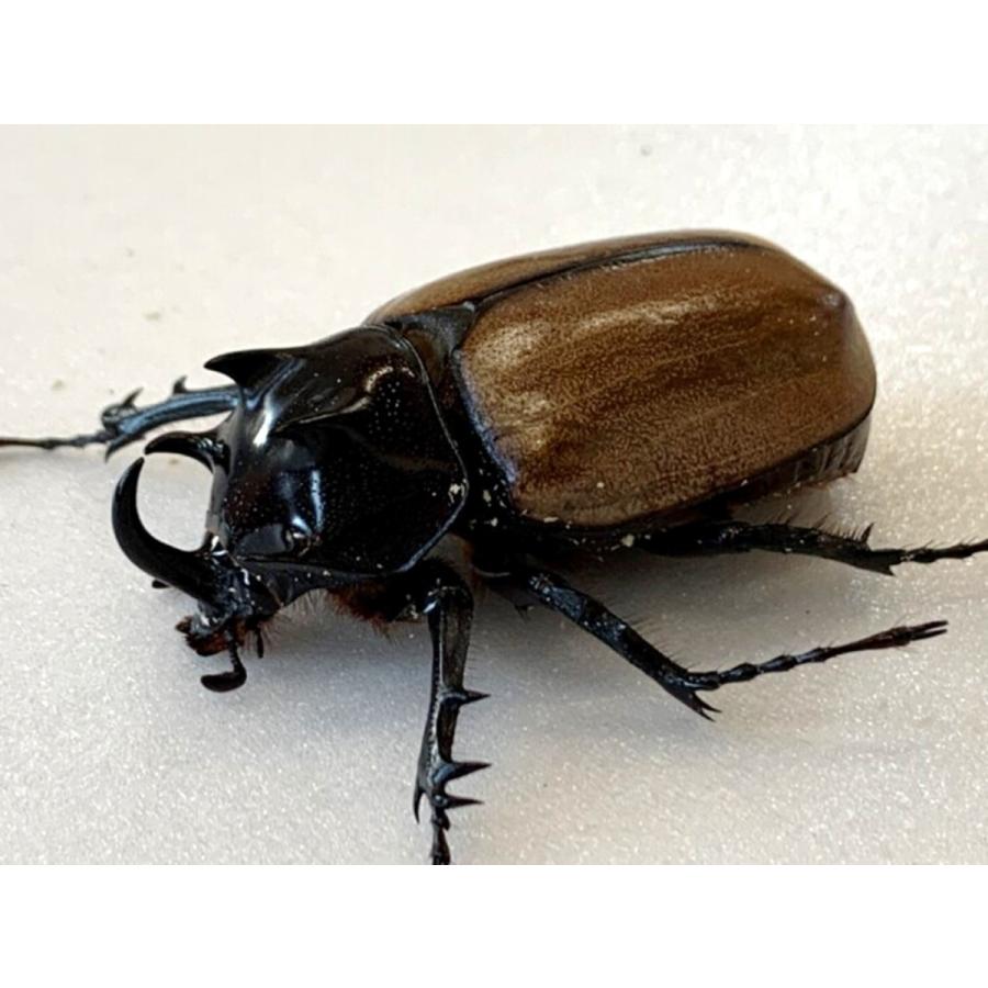 中国 ゴホンツノカブト 成虫 ペア プレゼント付き dda カブトムシ 生体