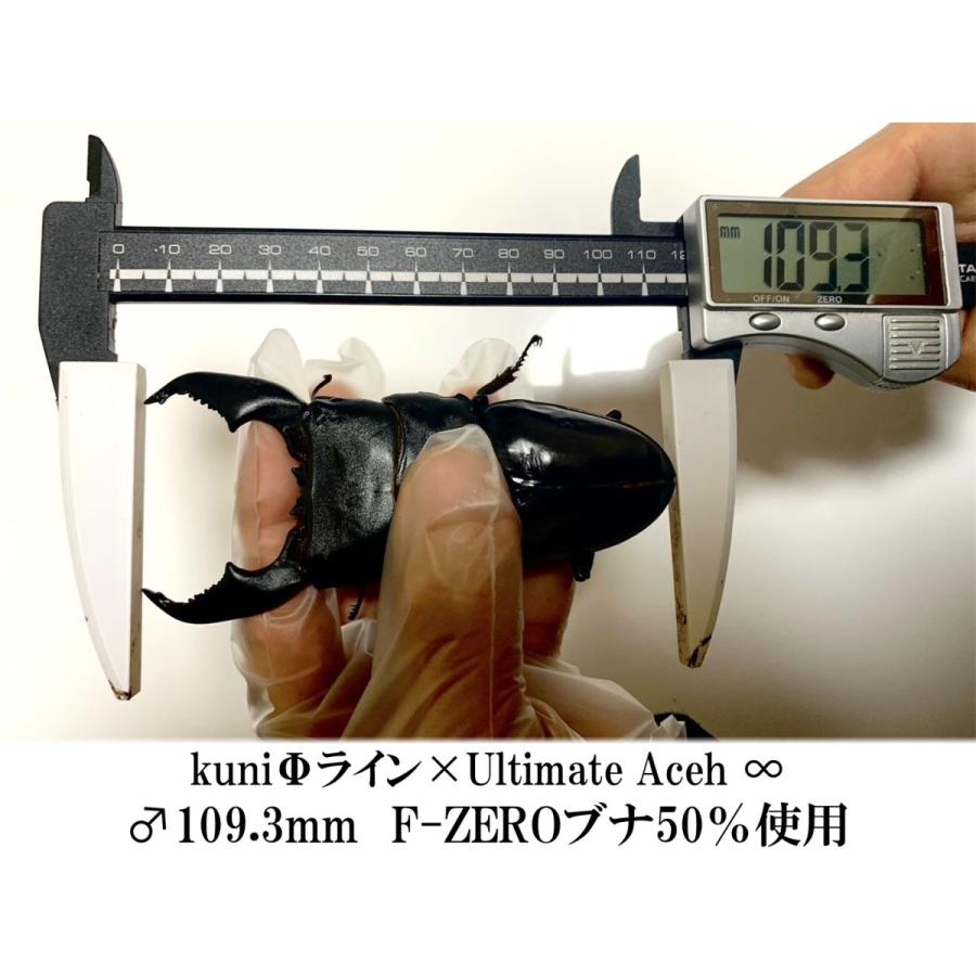 F-ZERO(ブナ50%) 2300 dda クワガタ 菌糸ビン 菌糸瓶 幼虫 エサ ブナ