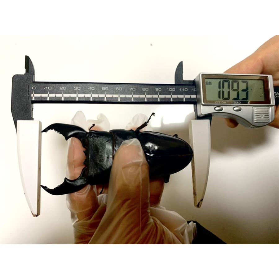 ブロック崩し・菌糸・クワガタ 楽天市場】【DDA】菌糸ブロック崩し wide 単品/セット dda