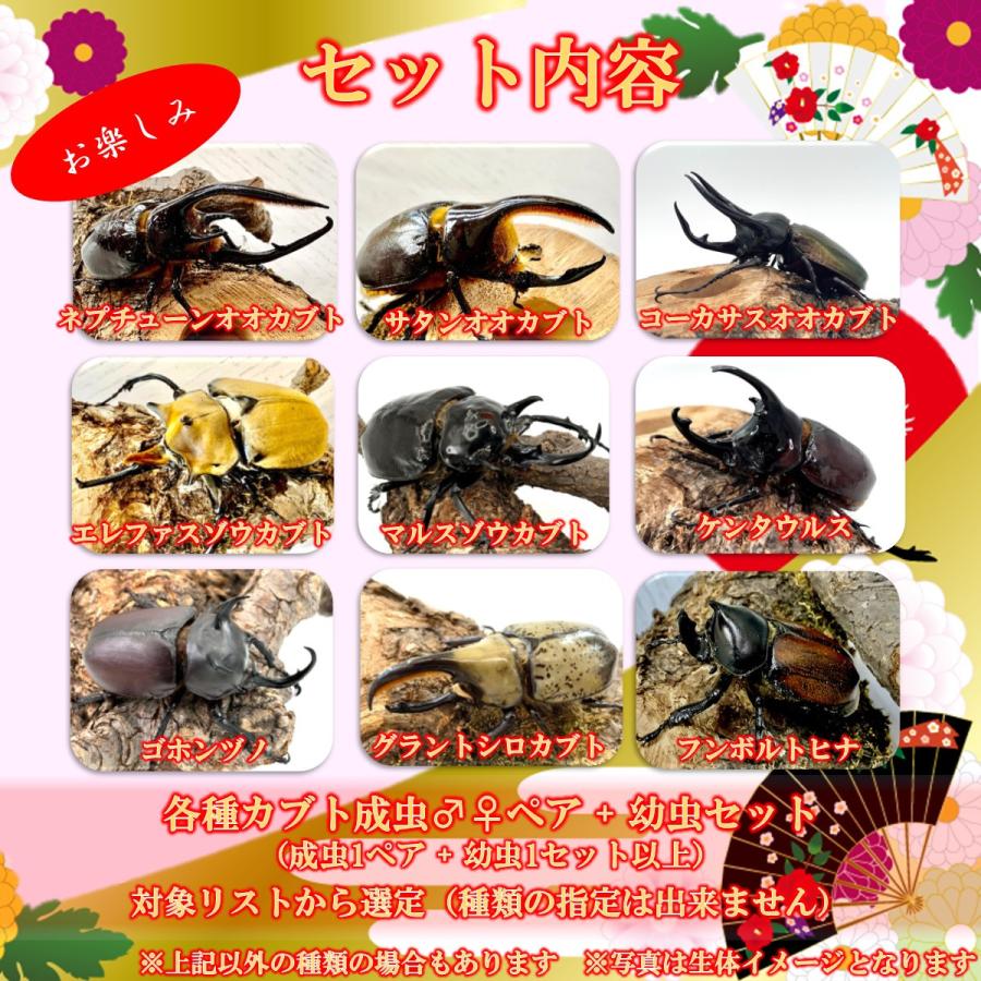 オオカブト福袋 （ヘラクレスオオカブト成虫ペア+各種カブト成虫ペア+