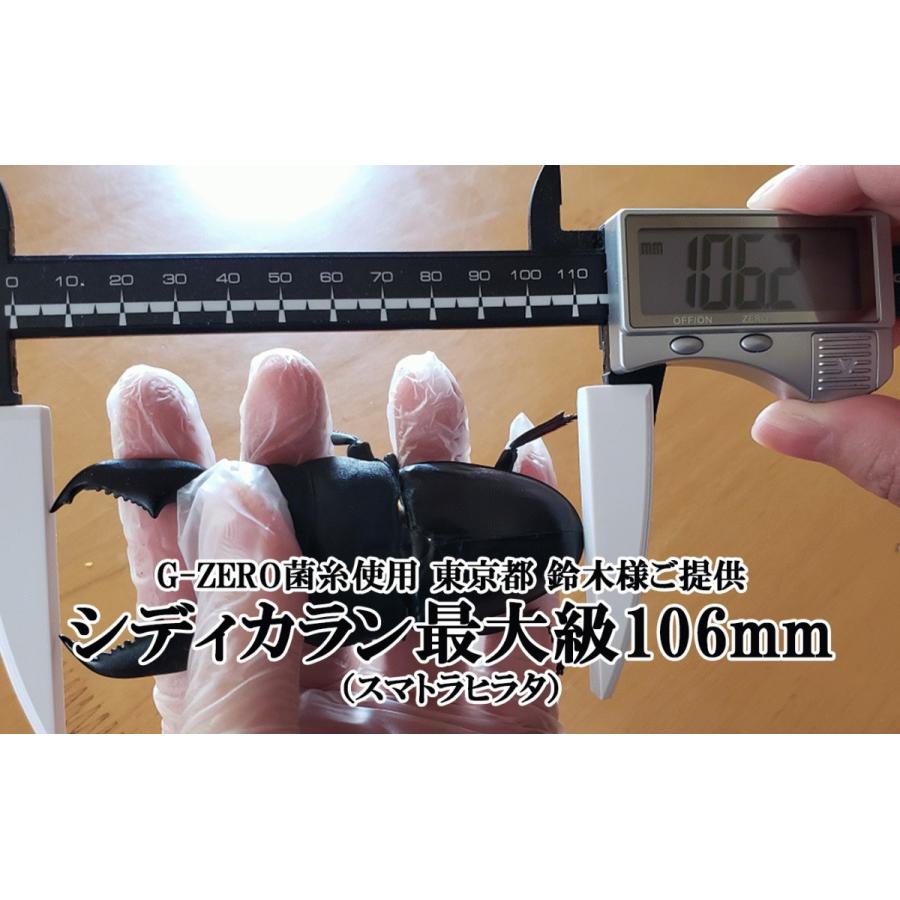 G-ZERO 1500 即効肥大 dda クワガタ 菌糸ビン 菌糸瓶 幼虫 エサ ブナ