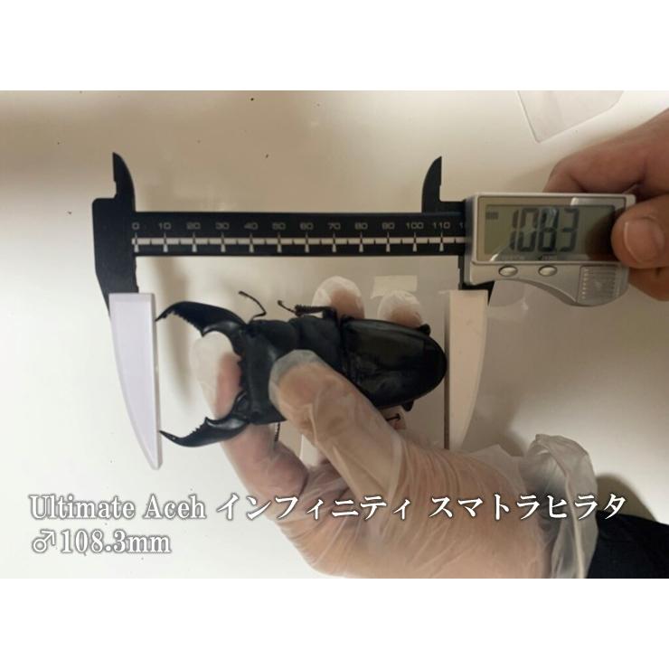 ギネス2冠／G-ZERO 2300 即効肥大 dda クワガタ 菌糸ビン 菌糸瓶 幼虫