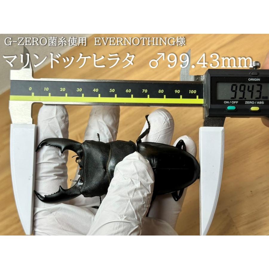 ギネス2冠／G-ZERO 2300 即効肥大 dda クワガタ 菌糸ビン 菌糸瓶 幼虫