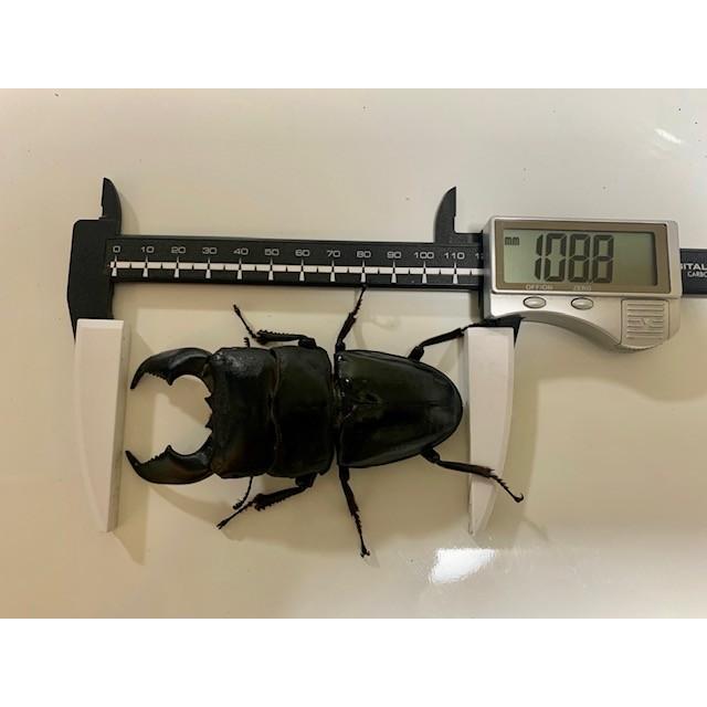 ギネス2冠／G-ZERO 3200 即効肥大 dda クワガタ 菌糸ビン 菌糸瓶 幼虫