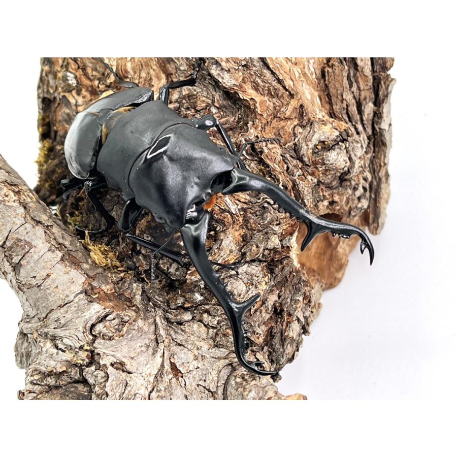 ♂85〜89mm ペア) ギラファノコギリクワガタ 成虫 プレゼント付き dda