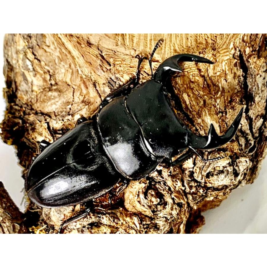 ラオスグランディス オオクワガタ 成虫 ♂65mmUP ペア プレゼント付き