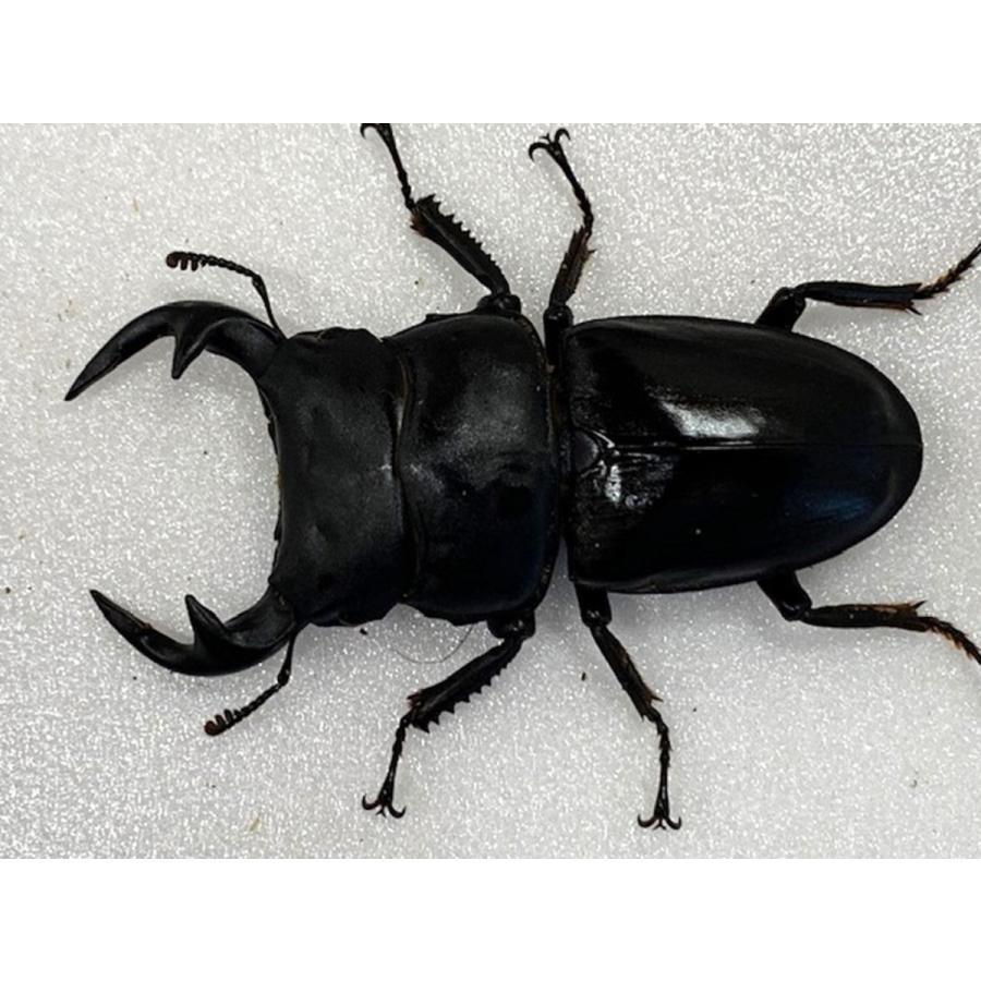 ラオスグランディス オオクワガタ 成虫 ♂65mmUP ペア プレゼント付き 